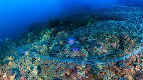 A fishing net sitting on the coral reef 