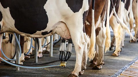 Cows being milked by machines