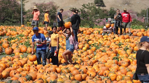 Stan Lim Cal Poly Pomona Pumpkin Festival has taken its business online, offering pumpkin pick-up to customers