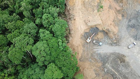 Forest that's being cut down for palm oil 