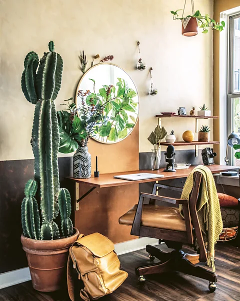 Hilton Carter/ CICO Books The cactus is the most popular indoor plant on social media (Credit: Hilton Carter/ CICO Books)