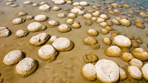 Photon-Photos/Getty Images Lake Clifton’s thrombolites are estimated to be a youthful 2,000 years old (Credit: Photon-Photos/Getty Images)