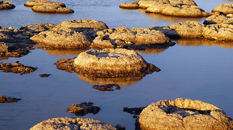 MaXPdia/Getty Images Stromatolites are living fossils and the oldest living lifeforms on our planet (Credit: MaXPdia/Getty Images)