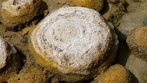 Photon-Photos/Getty Images Thrombolites can survive in an environment less salty than the sea (Credit: Photon-Photos/Getty Images)