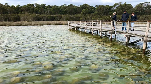 Marian McGuinness Thrombolites can be safely viewed from a boardwalk at Lake Clifton (Credit: Marian McGuinness)