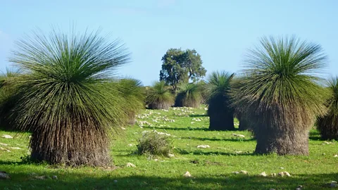 Marian McGuinness Along Australia's Indian Ocean Drive, punk-haired grass trees sprout in their thousands (Credit: Marian McGuinness)
