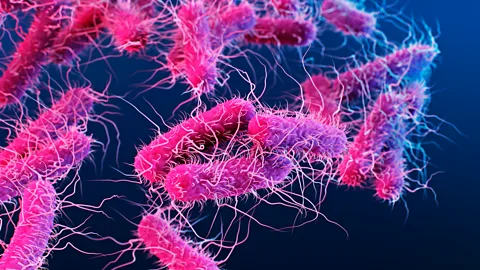 Alissa Eckert/Science Photo Library/Getty Images Vaccines could be made using parts of bacteria such as salmonella (Credit: Alissa Eckert/Science Photo Library/Getty Images)