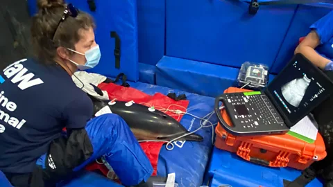 Ben Wyatt The Ifaw team tend to a stranded calf dolphin (Credit: Ben Wyatt)