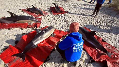 Vincent DeWitt/Alamy A Cape Cod stranding back in 2012, when less-developed technology made it harder to save dolphins (Credit: Vincent DeWitt/Alamy)
