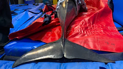 Ben Wyatt Wet sheets calm the dolphin's heart rate enough to avoid cardiac arrest (Credit: Ben Wyatt)