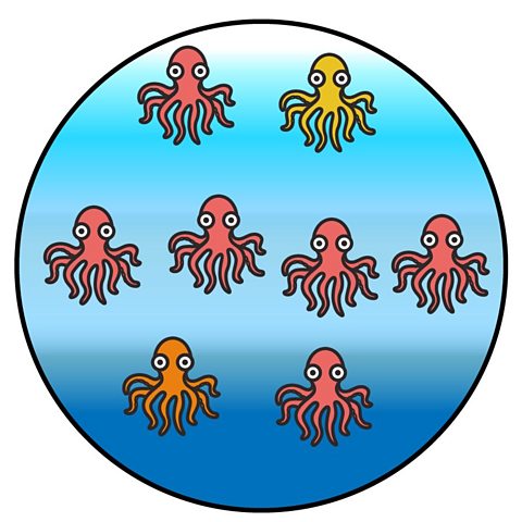 8 octopuses 