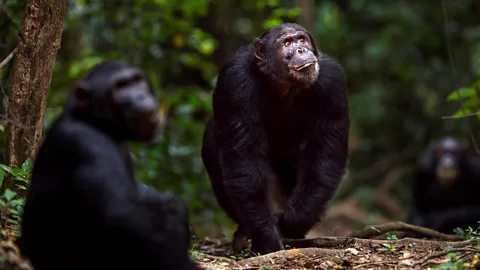 Anup Shah/Alamy Chimpanzees often form raiding parties and go to war with neighbouring groups (Credit: Anup Shah/Alamy)