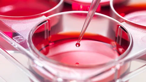 Andrew Brookes/Getty Images The cells from WI-38 were never restricted, which means they could be shared freely with scientists around the world (Credit: Andrew Brookes/Getty Images)