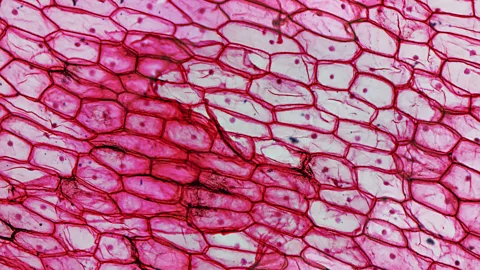 Claudio Divizia /EyeEm/Getty Images There has been some controversy over the use of cells produced in this manner (Credit: Claudio Divizia /EyeEm/Getty Images)