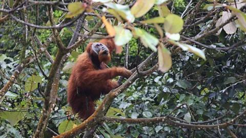 Getty Images Campaigners are calling for the destruction of nature to be recognised as an international crime (Credit: Getty Images)