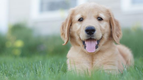 Portrait Of Golden Retriever Puppy On Grassy Field