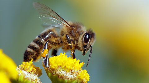 Honeybee collecting pollen.