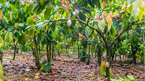 Cocoa plantation.