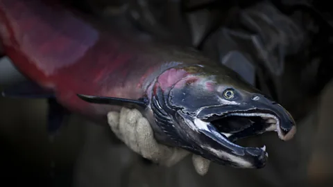 Getty Images On the Elwha River, numbers of salmon have recovered significantly since the removal of two large dams (Credit: Getty Images)