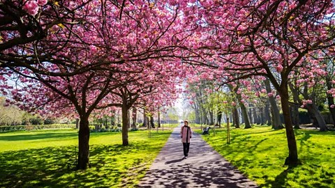 David Soanes/Getty Images As soon as we leave home - even for a walk in the park - our brain starts paying attention (Credit: David Soanes/Getty Images)