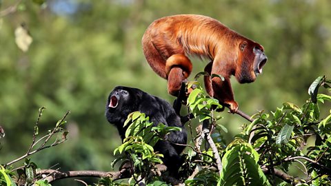 monkeys in the tropical rainforest