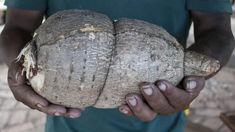 Tina Leme Scott Manioc, which is a staple food for hundreds of millions of people across the world, is packed with toxic cyanide (Credit: Tina Leme Scott)