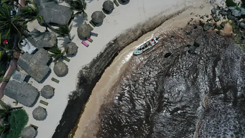 Getty Images The shore of a tourist resort in Mexico turns black with seaweed (Credit: Getty Images)