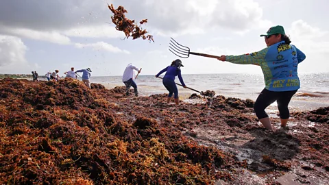 Getty Images Residents of Mexican coastal towns face a daunting task to try to clear the mounds of sargassum by hand (Credit: Getty Images)