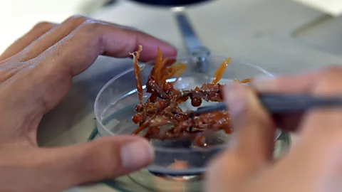 Getty Images Researchers believe the growing sargassum blooms are down to a combination of changing ocean and wind currents, and the deforestation of the Amazon (Credit: Getty Images)