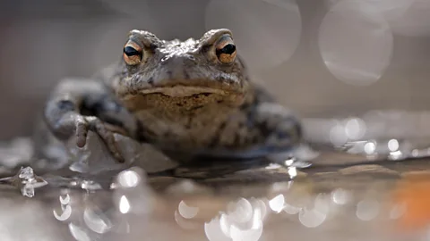 Mathias Delle/Getty Images One medieval cure for plagues was to suck on toad-flavoured lozenges (Credit: Mathias Delle/Getty Images)