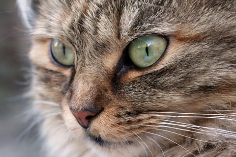 Close up of a cat's face