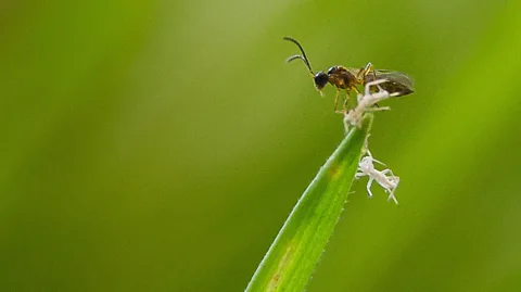 Getty Images If pesticide use is to decrease, might more farmers turn to biological controls like this parasitic wasp? (Credit: Getty Images)