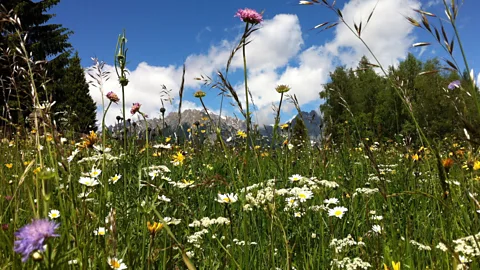 Elke Pelzer/Getty Images The mountain grass is said to contain essential oils and medicinal herbs that help improve circulation and stimulate the metabolism (Credit: Elke Pelzer/Getty Images)