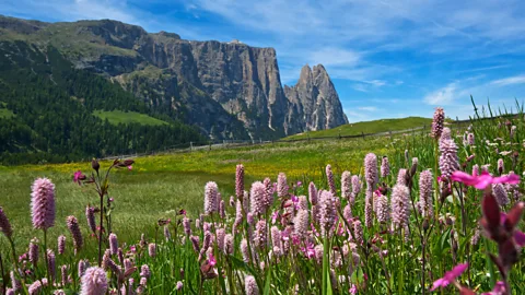 Prisma by Dukas Presseagentur GmbH/Alamy Hay bathing is said to have originated by mistake in Seiser Alm, Europe’s largest high-altitude Alpine meadow (Credit: Prisma by Dukas Presseagentur GmbH/Alamy)