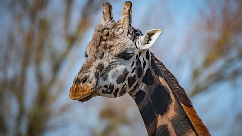 Primary Science: Creatures and Colour - Live Lesson