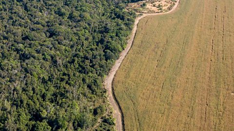 Large soya farms in South America clear native vegetation and habitats. 