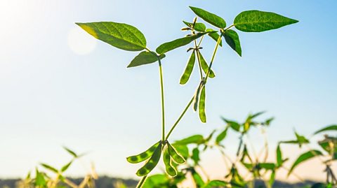 Soya beans growing.