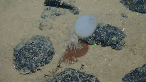 GEOMAR/MiningImpact Project A sea anemone and sponge stalk attached to a polymetallic nodule (Credit: GEOMAR/MiningImpact Project)