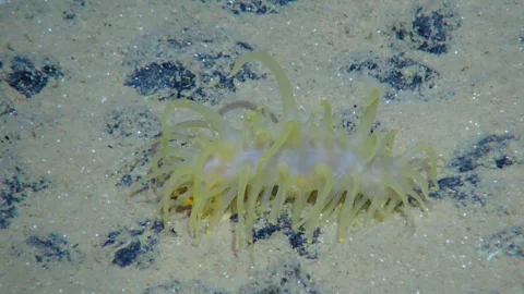 GEOMAR/MiningImpact Project Unlike many other residents, sea cucumbers can move across the sediment surface (Credit: GEOMAR/MiningImpact Project)
