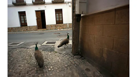 Jorge Guerrero/Getty Images Two peacocks walk down a street in Ronda, Spain, during the national lockdown in April 2020 (Credit: Jorge Guerrero/Getty Images)