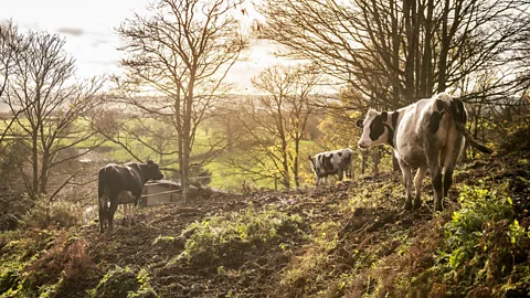 John Quintero/BBC Greenhouse gas emissions from the dairy industry are rising as demand for milk grows globally (Credit: John Quintero/BBC)