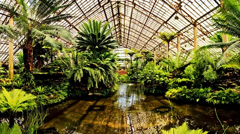 peterson.jon/wikipedia/CC BY 3.0 Like many botanical gardens, the Garfield Conservatory’s Fern Room in Chicago transports visitors to a different geological era (Credit: peterson.jon/wikipedia/CC BY 3.0)