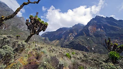Guenterguni/Getty Images Once thought to be the source of the Nile, Uganda’s Rwenzori Mountains were coined the “Mountains of the Moon” by Ptolemy (Credit: Guenterguni/Getty Images)