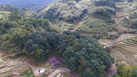 Chris Coggins The feng shui forest surrounding the village of Guizhuping has protected it from the elements for 400 years (Credit: Chris Coggins)