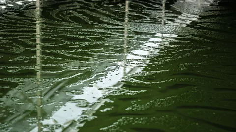 Bloomberg Creative/Getty Images Spirulina is farmed and harvested in places like Mexico (Credit: Bloomberg Creative/Getty Images)