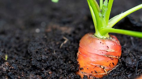 Carrot growing in soil