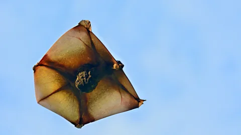 thawats/Getty Images Resembling a kite, colugos can glide up to 150m in the air (Credit: thawats/Getty Images)