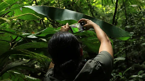 Emmanuel Rojas Valerio In Sarapiquí, building awareness around conservation has taken time (Credit: Emmanuel Rojas Valerio)
