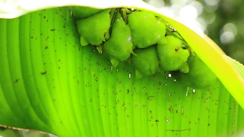 Emmanuel Rojas Valerio The bats build tents from heliconia leaves where they roost during the day (Credit: Emmanuel Rojas Valerio)