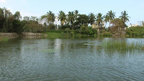 Jayshree Vencatesan After restoration, species counts rose at Chennai's Pallikaranai Marsh as the habitat recovered (Credit: Jayshree Vencatesan)